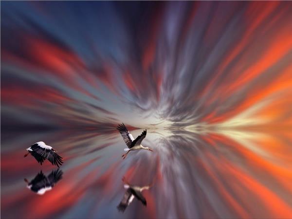 Bird Scene 106 Wallpaper by MywallpaperSho