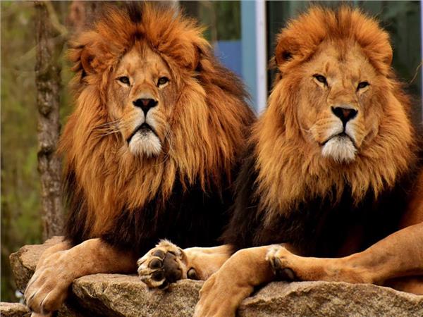 Lion Scene 107 Wallpaper by MywallpaperSho