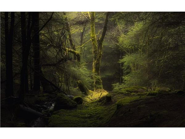 Ormanin Icine Sizan Gunes Isigi 3D Wallpaper by MywallpaperShop