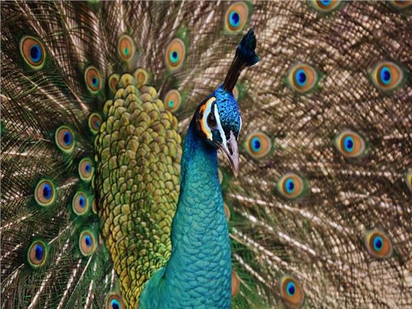 Tavus Kusu Scene 108 Wallpaper by MywallpaperSho