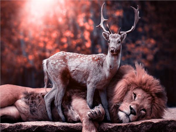 Lion and Deer Scene 109 Wallpaper by MywallpaperSho
