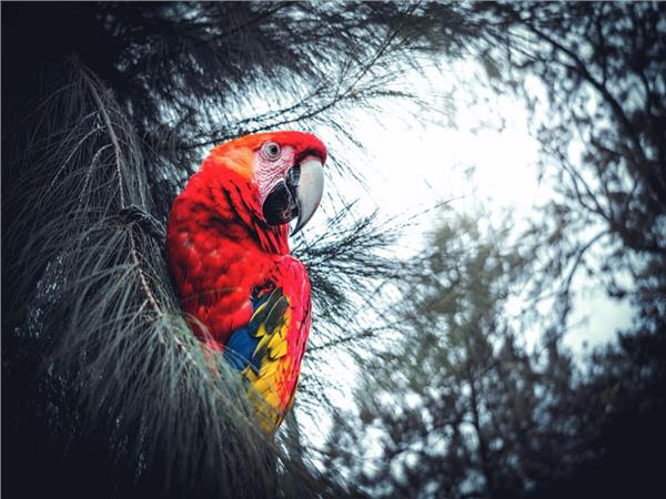 Parrot Scene 110 Wallpaper by MywallpaperSho