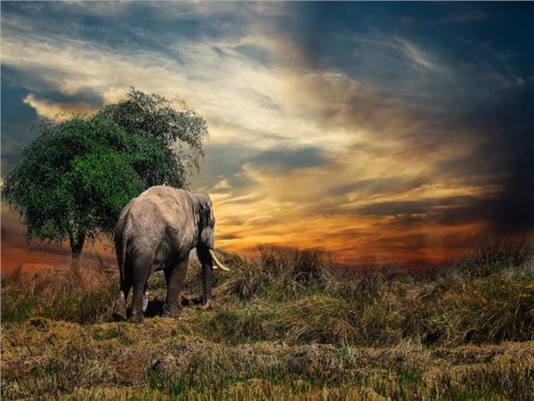 Elephant Scene 113 Wallpaper by MywallpaperSho