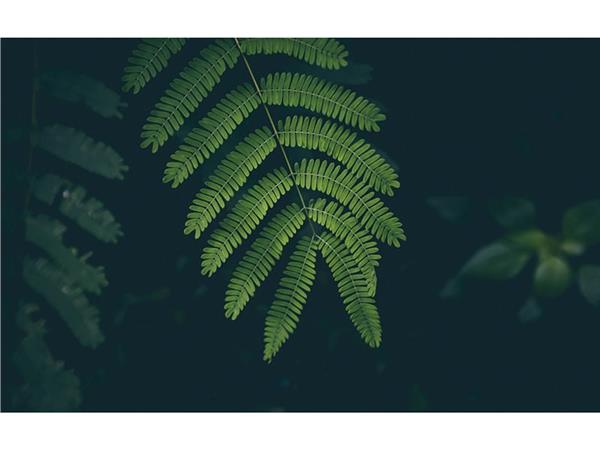 Genis Leaf Design 3D Wallpaper by MywallpaperShop