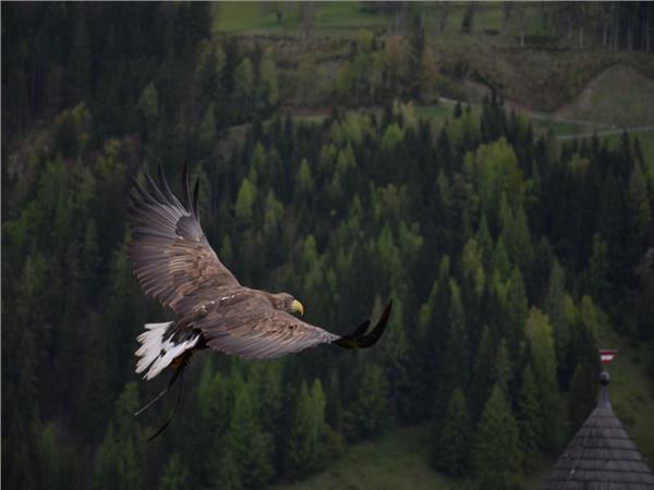 Eagle Scene 114 Wallpaper by MywallpaperSho