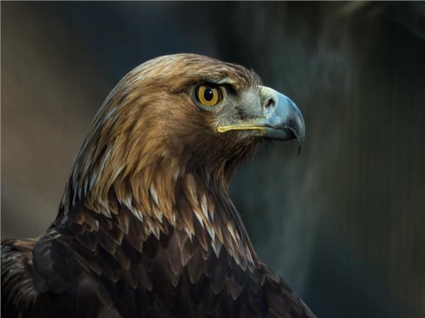 Eagle Scene 115 Wallpaper by MywallpaperSho