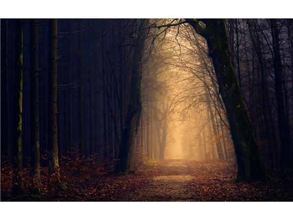 Treelik Forest Yolu 3D Wallpaper by MywallpaperShop