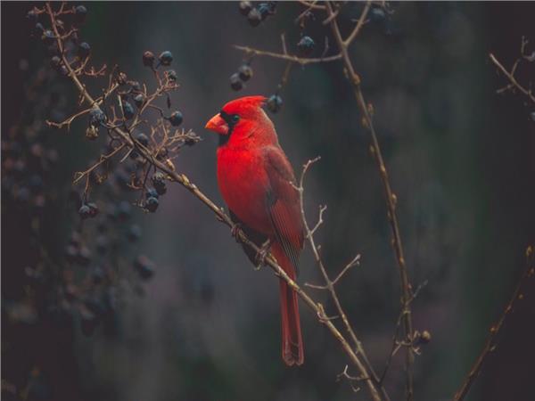 Bird Scene 117 Wallpaper by MywallpaperSho