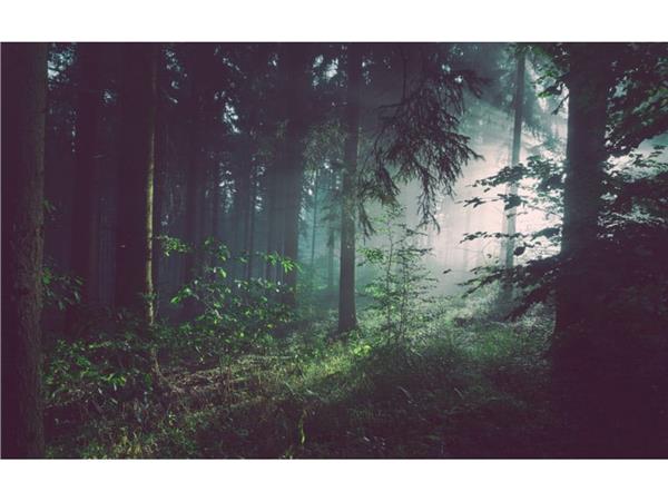 Doga Forest Scenery 3D Wallpaper by MywallpaperShop