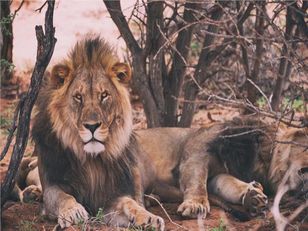 Lion Scene 118 Wallpaper by MywallpaperSho