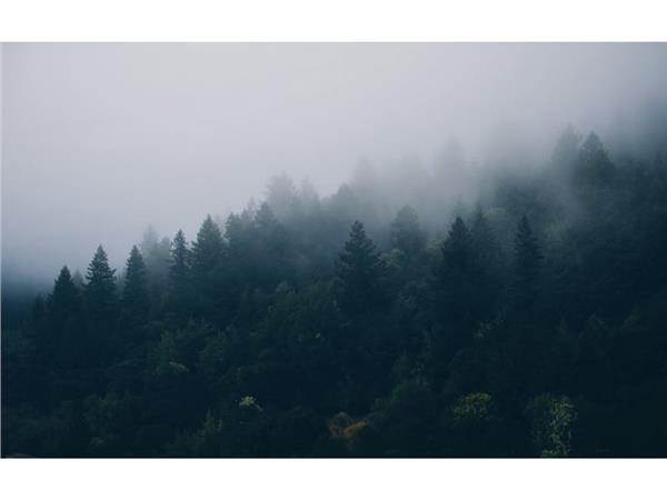 Foggy Forest Nature Scenery Wallpaper by MywallpaperShop