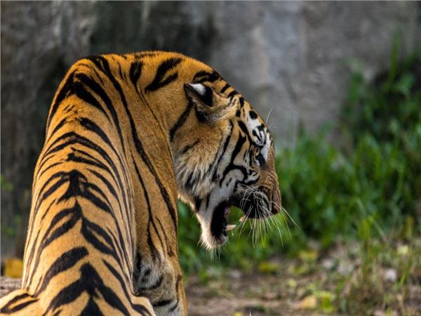 Tiger Scene 119 Wallpaper by MywallpaperSho