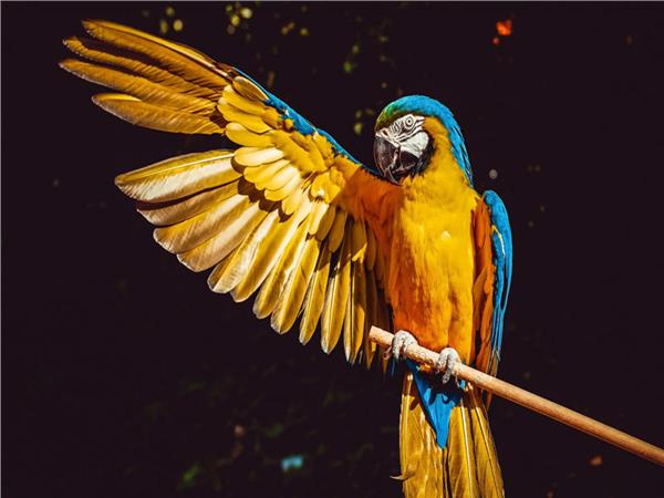 Parrot Scene 120 Wallpaper by MywallpaperSho