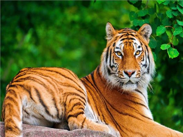 Tiger Scene 121 Wallpaper by MywallpaperSho