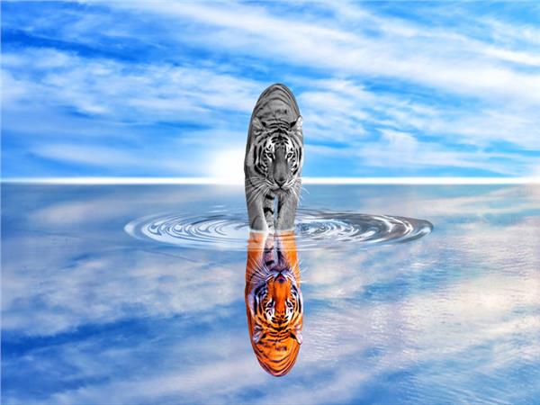 Tiger Scene 124 Wallpaper by MywallpaperSho
