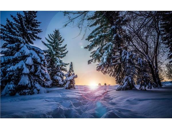 Snow Treelar 3D Wallpaper by MywallpaperShop