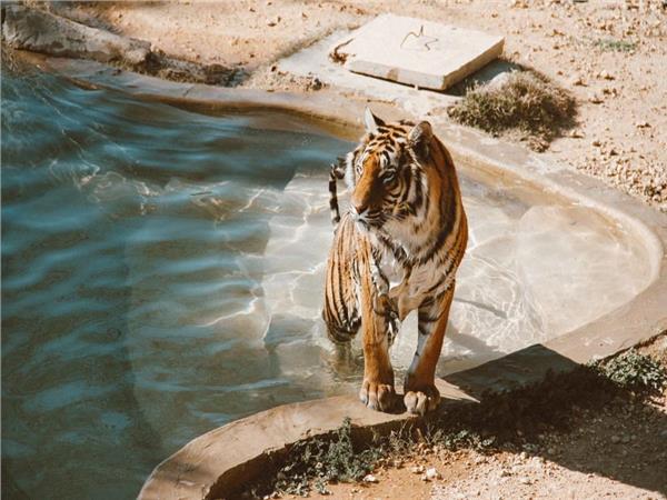 Tiger Scene 126 Wallpaper by MywallpaperSho