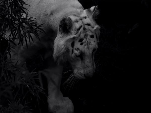 Tiger Scene 127 Wallpaper by MywallpaperSho