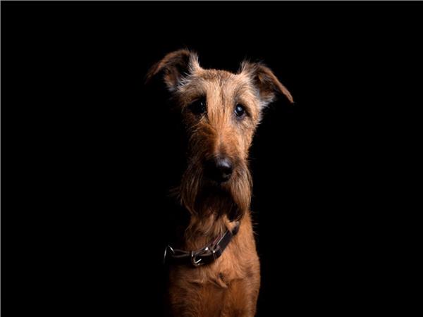 Dog Scene 129 Wallpaper by MywallpaperSho