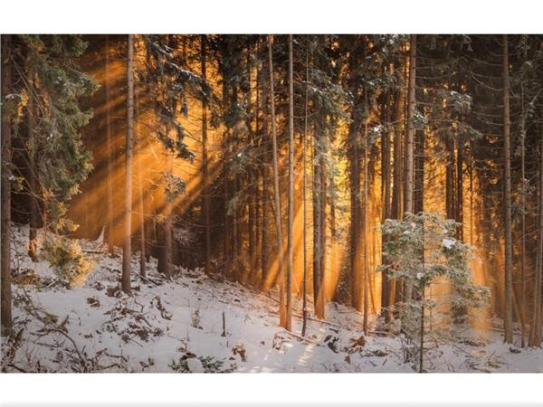 Snow Kapli Forest 3D Wallpaper by MywallpaperShop