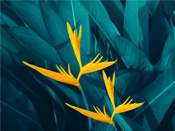 Tropical Leaves 3D Wallpaper by MywallpaperShop