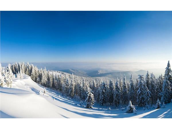 Snow Kapli Treelar and Gokyuzu 3D Wallpaper by MywallpaperShop