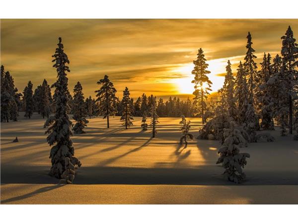 Snow Kapli Treelar and Gunbatimi 3D Wallpaper by MywallpaperShop