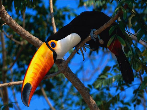 Parrot Scene 134 Wallpaper by MywallpaperSho