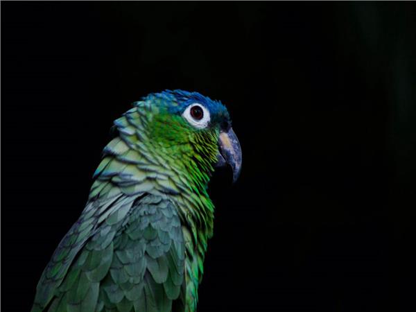 Parrot Scene 135 Wallpaper by MywallpaperSho