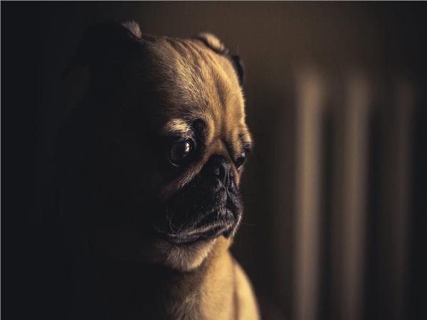 Dog Scene 136 Wallpaper by MywallpaperSho