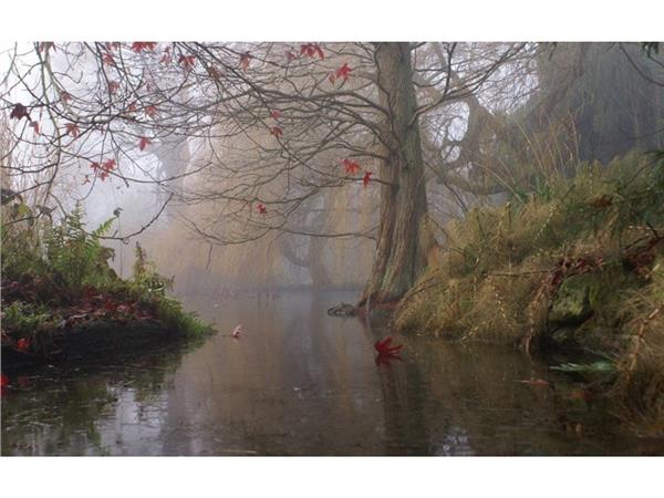 Gol and Forest Scenery 3D Wallpaper by MywallpaperShop