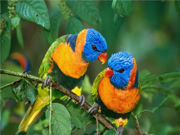 Bird Scene 137 Wallpaper by MywallpaperSho