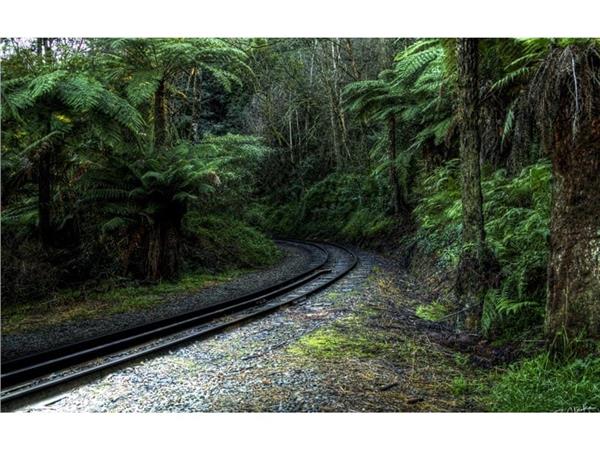 Treelarin Arasinda Demiryolu 3D Wallpaper by MywallpaperShop