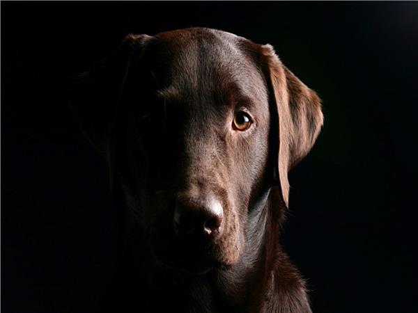 Dog Scene 138 Wallpaper by MywallpaperSho