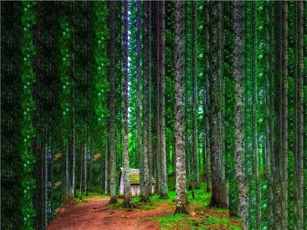 Ormanevi 3D Wallpaper by MywallpaperShop