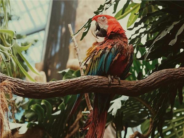 Parrot Scene 141 Wallpaper by MywallpaperSho