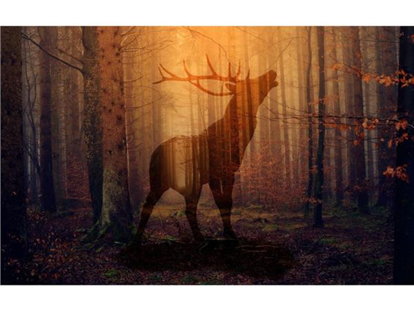 Forest and Deer 3D Wallpaper by MywallpaperShop