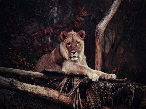 Lion Scene 142 Wallpaper by MywallpaperSho