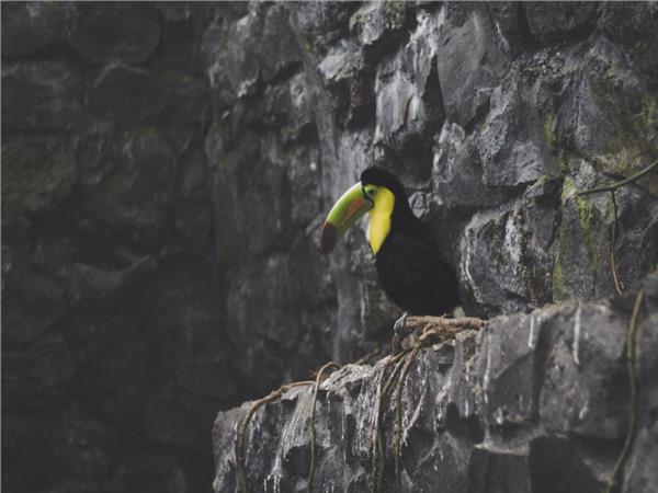 Parrot Scene 143 Wallpaper by MywallpaperSho
