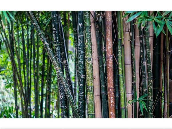 Bambu Treelari 3D Wallpaper by MywallpaperShop