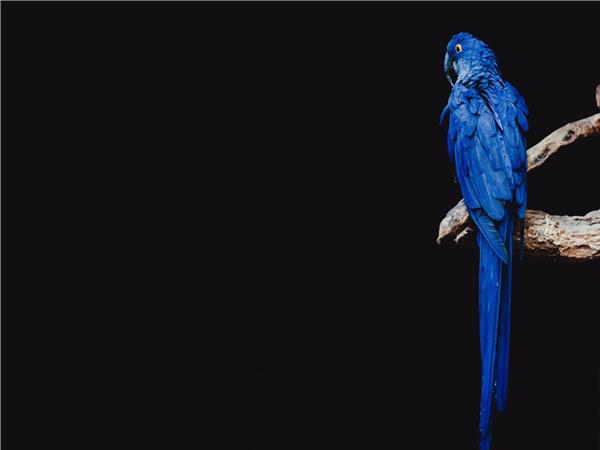 Bird Scene 145 Wallpaper by MywallpaperSho