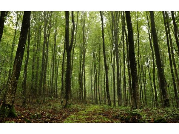 Forest Mananzarali Wallpaper by MywallpaperShop