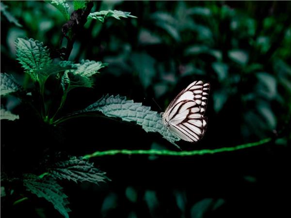 Butterfly Scene 146 Wallpaper by MywallpaperSho