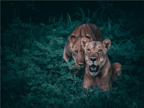 Lion Scene 147 Wallpaper by MywallpaperSho