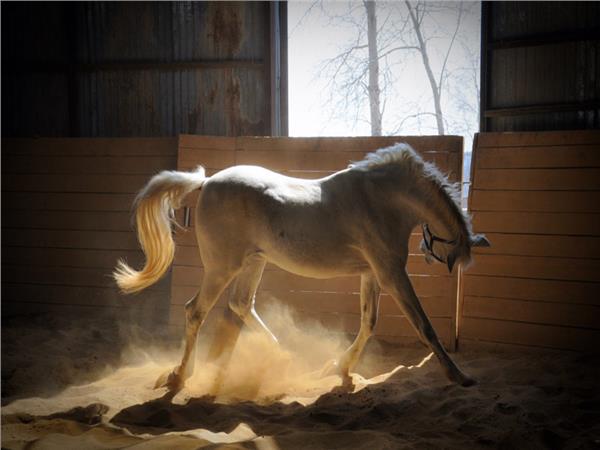 White Horse Scene 148 Wallpaper by MywallpaperSho
