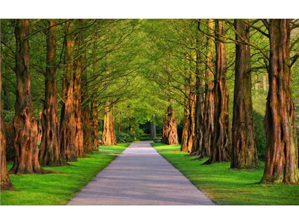 Iki Yani Treelik Yol 3D Wallpaper by MywallpaperShop