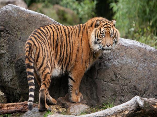 Tiger Scene 149 Wallpaper by MywallpaperSho