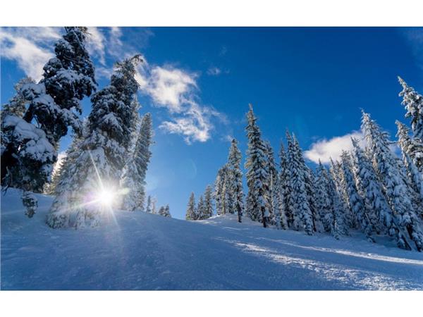 Snow Kapli Forest Manzarasi 3D Wallpaper by MywallpaperShop