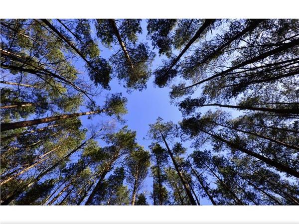 Treelarin Arasindan Gokyuzu 3D Wallpaper by MywallpaperShop