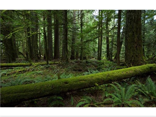 Forest and Nature Scenery Wallpaper by MywallpaperShop